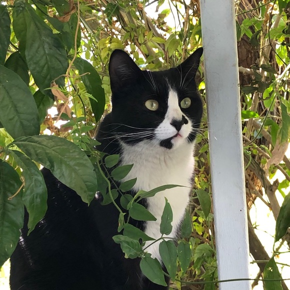 Meet your Posher, Luz - Picture 2 of 3